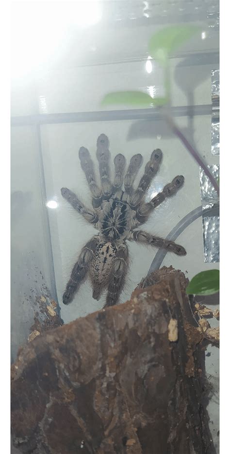 Post Molt H Maculata Shy But Stunning Rtarantulas