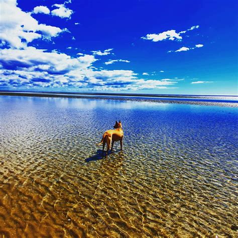 Personal Dog Walker added a new... - Personal Dog Walker