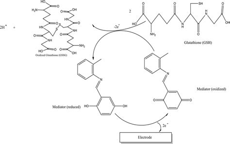 Mechanism of glutathione oxidation | Download Scientific Diagram