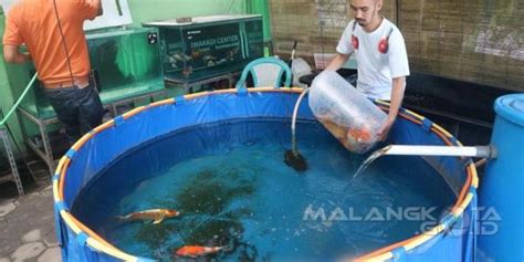 Infopublik Koi Berkualitas Hadir Di Swalayan Ikan Kota Malang