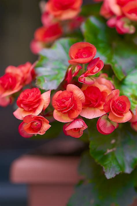 Begonia Elatior Como Cuidar