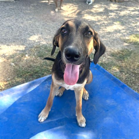 Dog for adoption - Lluvia, a Labrador Retriever Mix in Los Angeles, CA | Petfinder