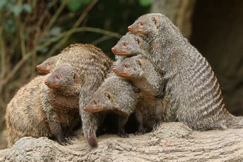 Mongoose Moms Dont Know Which Pup Belongs To Them And This Makes Their