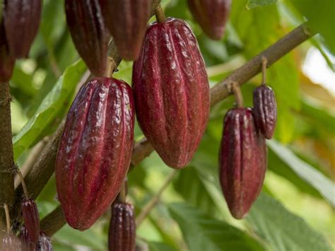 cacao – Agriculture Monthly