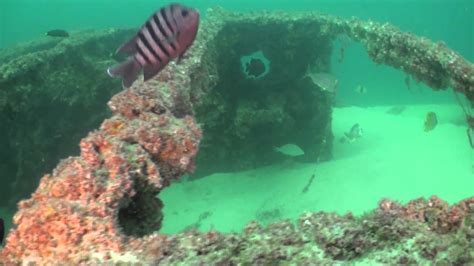 Curtin Artificial Reef Youtube