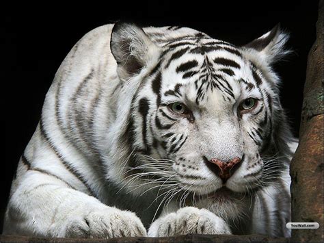 White Tiger HD Wallpapers