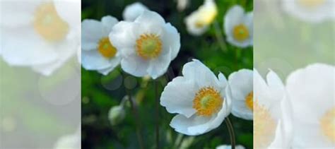 Луковицы Анемони оптом и в розницу купить в Москве | Товары для дома и ...