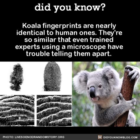 Adventure Fantasy : did-you-kno: Koala fingerprints are nearly...