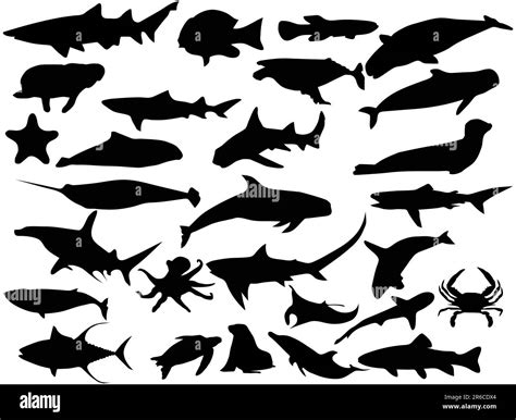 Sea Creatures Silhouette Hi Res Stock Photography And Images Alamy