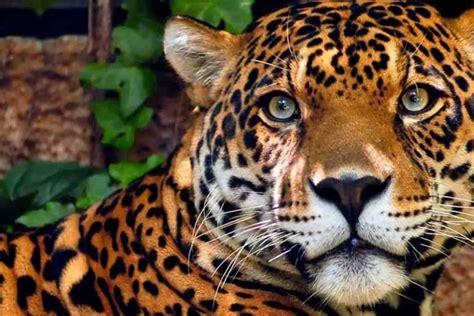 Animais Do Amazonas Fotos - 6