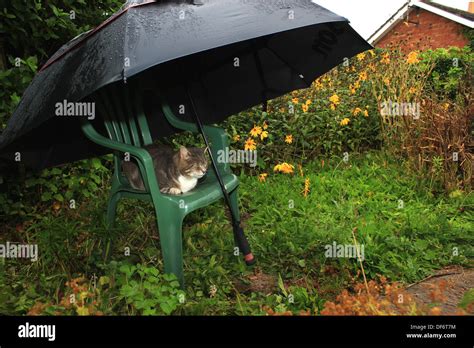 Grey Cat Under Umbrella Stock Photo Alamy