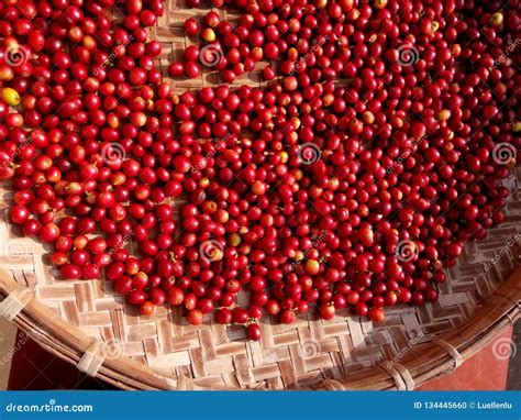 fresh red coffee beans berries  drying process stock photo image