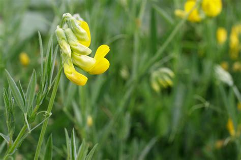 Wickenarten Entdecken Vielfalt Bedeutung F R Den Garten