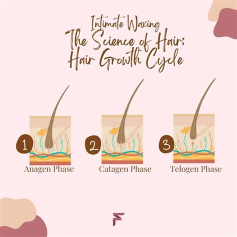 Intimate Waxing The Science Of Hair Hair Growth Cycle In 2023 Hair