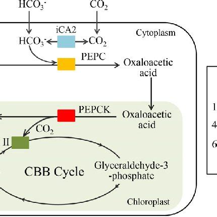 The Essential P Donghaiense Proteins Involved In Carbon Assimilation