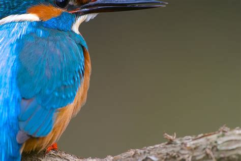 Ijsvogel Van Ijsvogels Nl Corn Van Oosterhout Op Canvas Behang En Meer