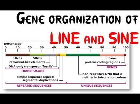 Genetic Organization Of LINE And SINE YouTube