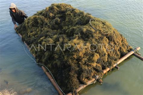 Kemenperin Optimalkan Pengolahan Rumput Laut Antara Foto