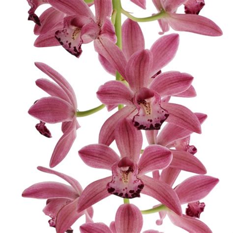 Cymbidium Cascade Anisa Giulio Celandroni Orchidee