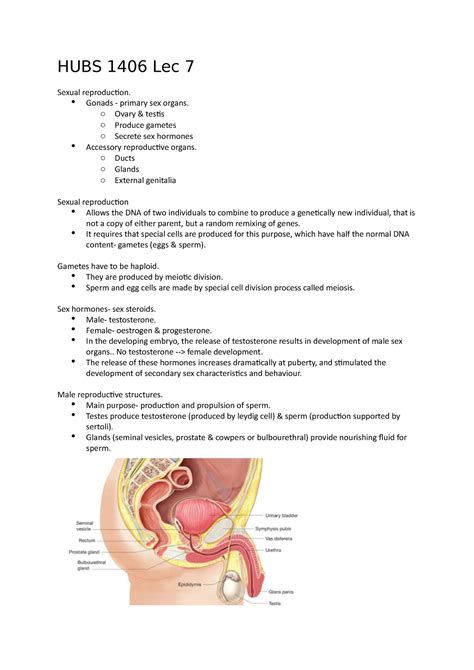 Hubs Lec Notes Hubs Lec Sexual Reproduction Gonads Primary Sex Organs O