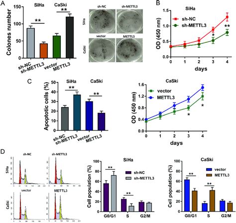 Mettl Promotes The Proliferation And Invasion Of Cc Cells A Colony