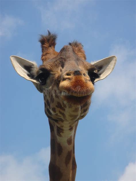 Face Of Giraffe Stock Image Image Of Brown Hair Giraffe 5425383