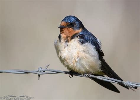 female  male barn swallow  mia mcphersons   wing