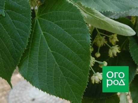 Как использовать цветки липы – польза и противопоказания | Полезно ...