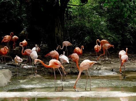 dominican dominican republic images pixabay