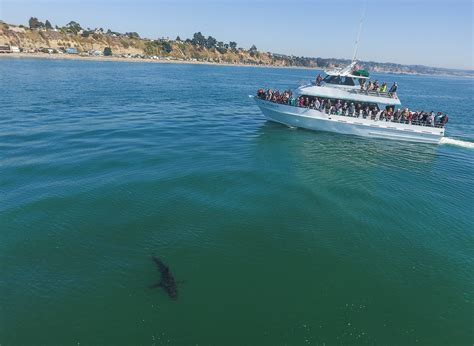 Humpback Whales Bottlenose Dolphins Harbor Porpoises Sea Lions