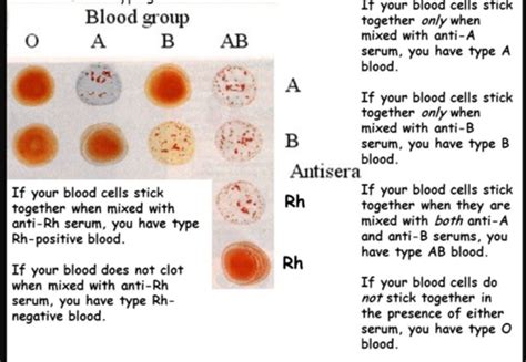 Blood Composition And Function Flashcards Quizlet