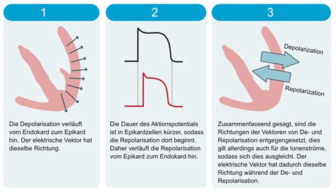 Kardiale Elektrophysiologie Aktionspotential Automatizit T Und