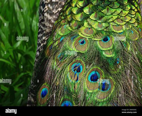 peacock  plumage  res stock photography  images alamy