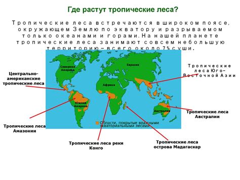 Животные и растения тропических лесов презентация онлайн