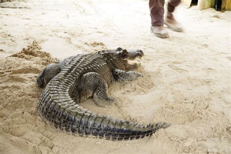 Miami, USA,12/29/2013, Show At Alligator Farm Crocodile Farm. Stock ...