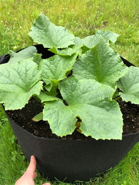 A Comprehensive Guide To Growing Cucumbers In Grow Bags GreenThumbsGuide