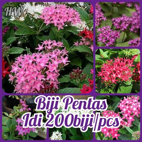 Jual Biji Bunga Pentas Isi Pcs Flower Seeds Benih Tanaman Hias