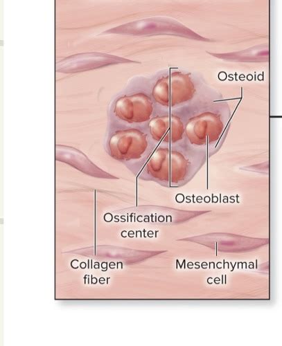 ossification of bone Flashcards | Quizlet