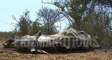 Ola De Calor Provoca La Muerte De 200 Cabezas De Ganado En El Istmo De