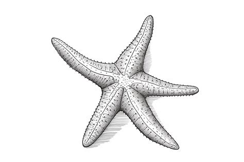 premium ai image  drawing   starfish   series starfish