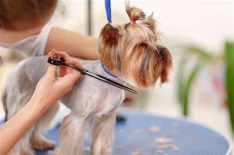 In-Home Pet Grooming - The Best and Safest Choice!