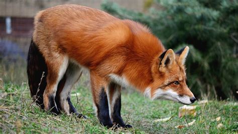 8 Fox Sounds and Noises and Their Meanings | Information and Facts - Pest Samurai