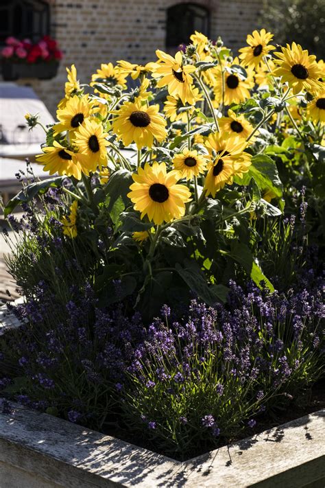 Sunflower Pictures - National Garden Bureau - Beautiful Photos
