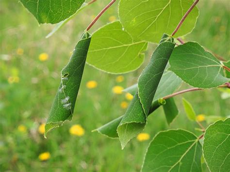 Leafroller Control How To Treat Plants Affected By Leafrollers