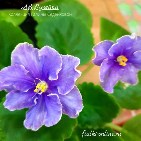 АВ-Ручейки > Фото и описание сорта> Фиалки online