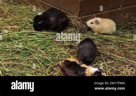 Cavia porcellus field Stock Videos & Footage - HD and 4K Video Clips - Alamy