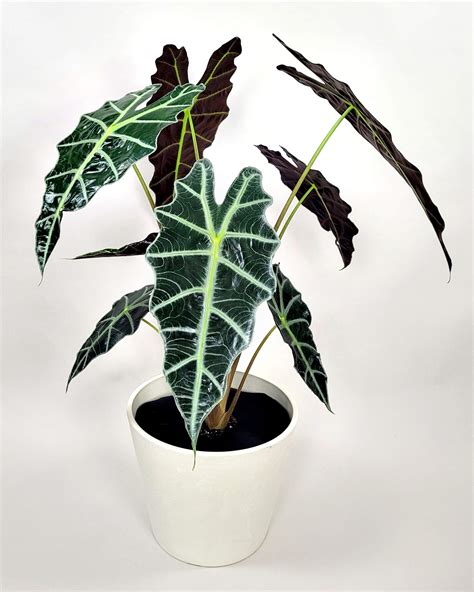 Alocasia Polly Mother’s Day Bundle | PlantVine