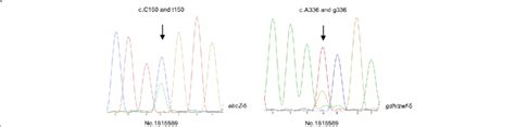 Chromatograms Illustrating Single Nucleotide Polymorphisms That Were Download Scientific