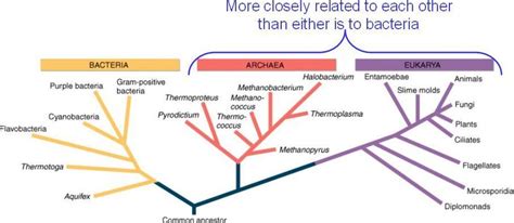 The Technology Behind Ribosomal RNA Gene Phylogenies 1 DNA Is