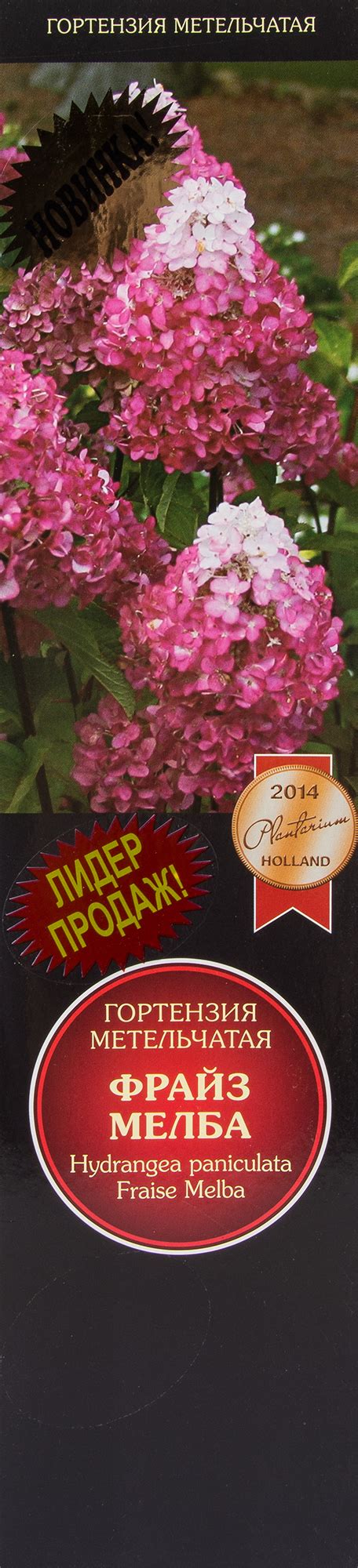 Гортензия метельчатая Фрайз Мелба ️ купить по цене 577 ₽/шт. в Москве с ...